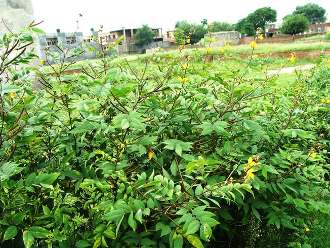 Senna occidentalis